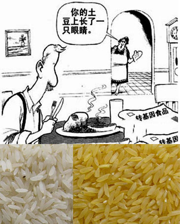 滚动新闻 > 正文   当事人否认转基因大米试验使用"黄金大米",唐广文