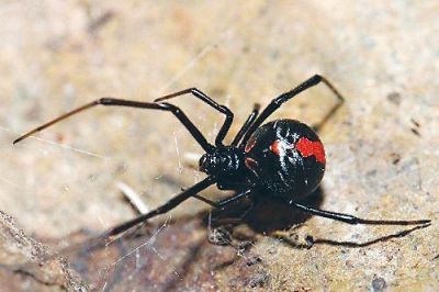红背蜘蛛(资料图)