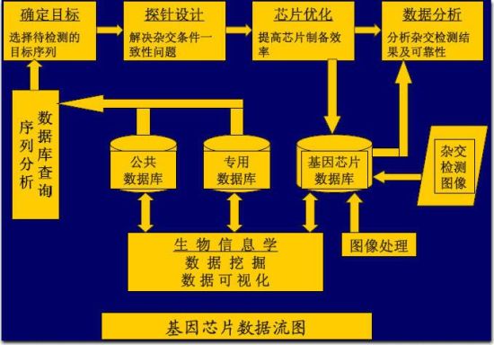 基因芯片概念引爆医药股行情 业内人士提示炒