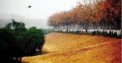 郑州天河路 不论哪个季节都是风景(图)