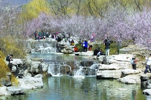 京城11家公园迎春游高峰 周末80万游客赏花踏青