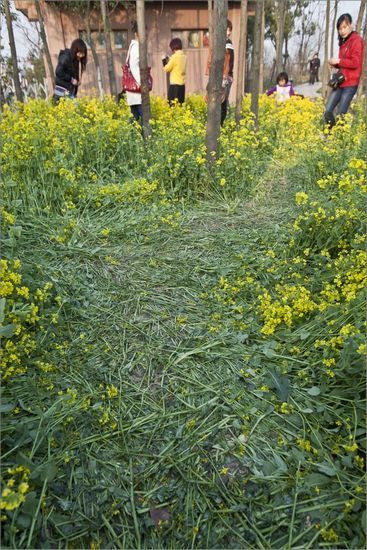 顾村公园四景“攀踏折抛”:樱花节令人反思(图)