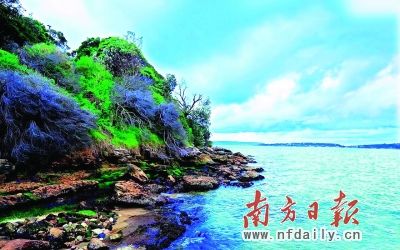 探寻海豚岛的奥秘 探寻海豚岛的奥秘(组图)