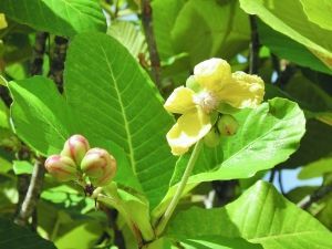 文莱国花“幸福花” 在“理想国”文莱:做一个幸福的人(组图)