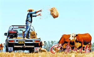 澳大利亚农业部:全球小麦价格有望跌两成_其他