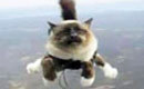 保险公司拍小猫跳伞广告惹争议