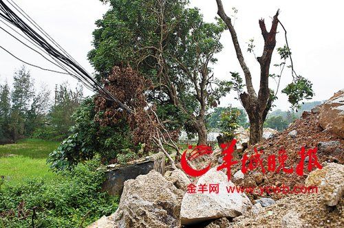 深圳咸头岭遗址成垃圾填埋场市民投诉无果