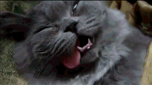 ˯���е�������( _ )