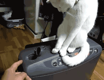 节操精选节操精选141231：百无聊赖的猫生啊！