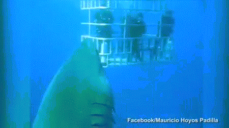 现实版《大白鲨》:6米长最大鲨鱼