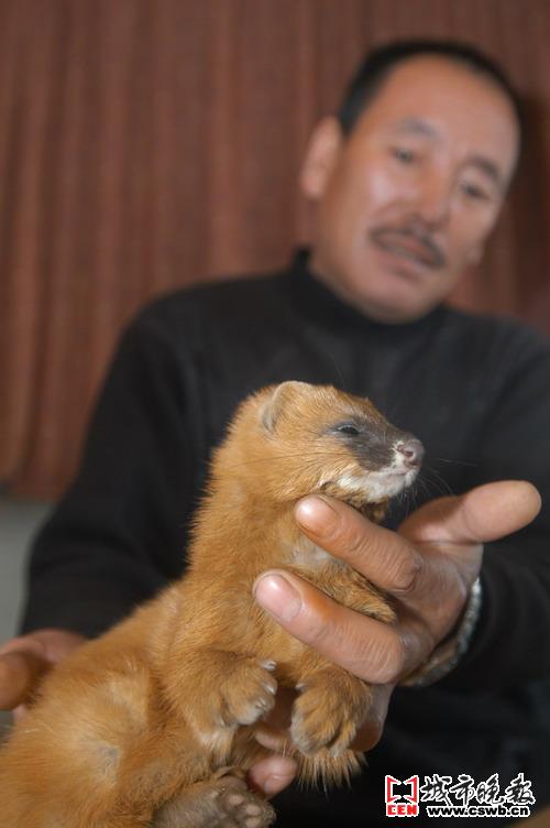 ... 黄鼠狼 图片 黄鼠狼 图片 大全 成 仙 黄鼠狼 图片
