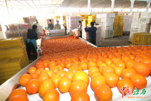 信丰脐橙要做世界橙王(图)