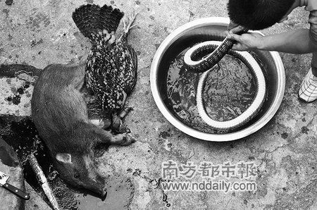 广东国家森林公园门口餐馆公开宰售野生动物