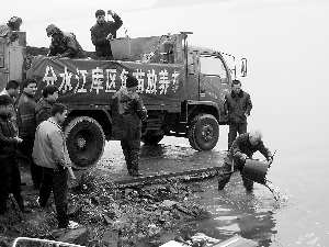 5万余尾鱼苗游进分水江库区