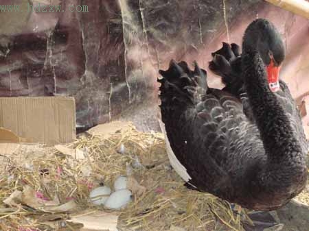 黑天鹅妈妈下了蛋