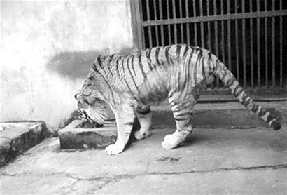 老虎吃不饱 动物园希望市民献爱心