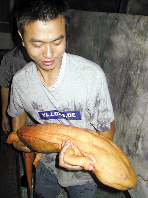 数千珠海娃娃鱼远走他乡