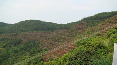 治保主任砍村民果树开荒?