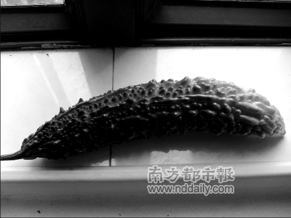 珍珠苦瓜上市