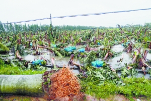 龙卷风昨席卷广东吴川