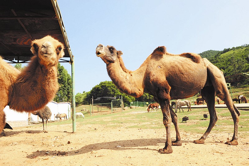 海沧动物园:妈妈中暑 小骆驼强制断奶