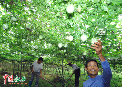 浮梁特色农业种植引农致富助农增收(组图)