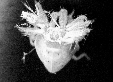 神秘小昆虫 尾巴似白花