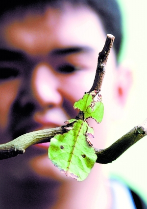 正在北京植物园举行的低温温室奇特昆虫展,展出了"兰花螳螂"枯叶虫"