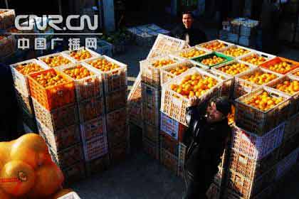 江西九江柑橘未受蛆橘影响 销量增加