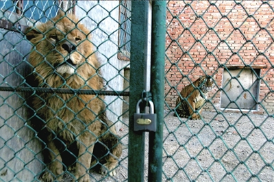 八达岭动物园"试造"狮虎兽