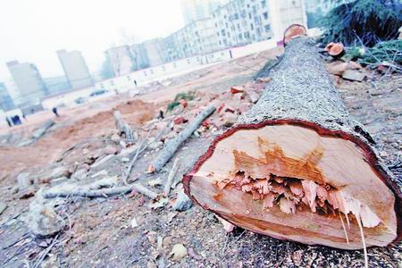 砍树未及审批,先斩后奏 郑州热电厂危旧房改