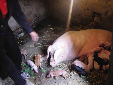 猪宝宝挤在妈妈的肚子下喝奶本报讯(记者 黄文龙 实习生 郑旭光 文/图