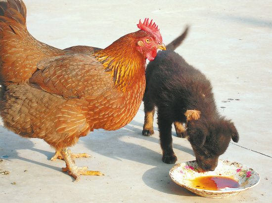 谁跟我儿子抢饭吃就是跟我过不去