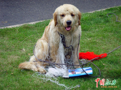 流浪疯狗咬伤多人+因在闹市南昌特警枪下留其命