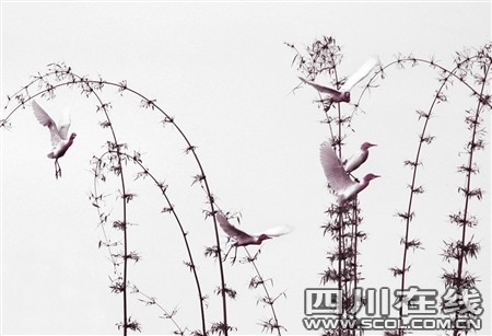 曲谱野鸟_农村野鸟图片(3)