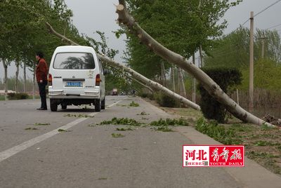 河北29个县市遭七八级大风突袭(组图)