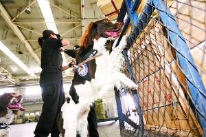 红眼警犬机场搜毒搜爆