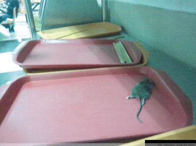 大学食堂餐盘里趴着一只死老鼠