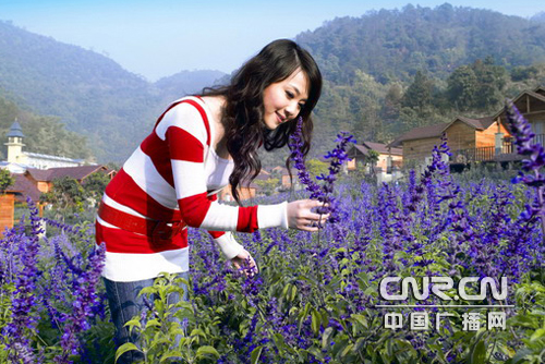 2万元周薪熏衣草天使初现广东