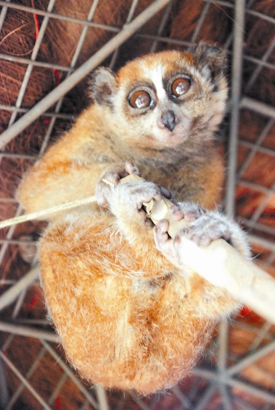 寄养倭蜂猴猝死动物园