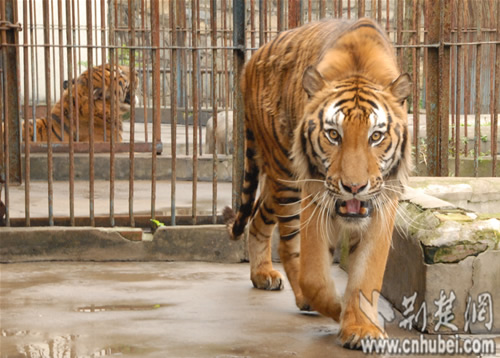 孟加拉虎圈养十年野性未改 一撮棕熊毛将其激