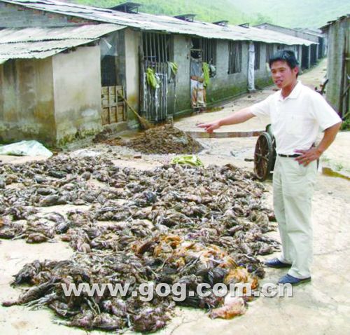 一场暴雨让凯里监狱大坡养鸡场遭受重创