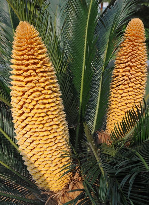 奇闻：宜都一株铁树开出四朵花蕊（组图）