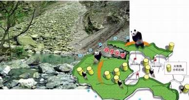汶川地震震断熊猫繁衍通道致种群交流受阻(图)