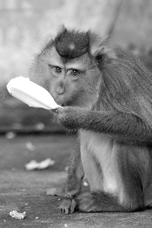 海沧动物园动物忙避暑 猴子舔冰棍狗熊啃西瓜