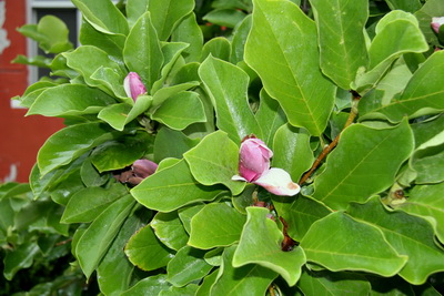 灼伤了玉兰树的叶子