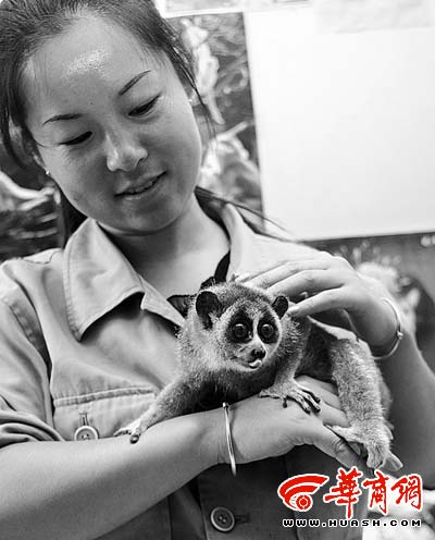 倭蜂猴找到新妈妈(图)