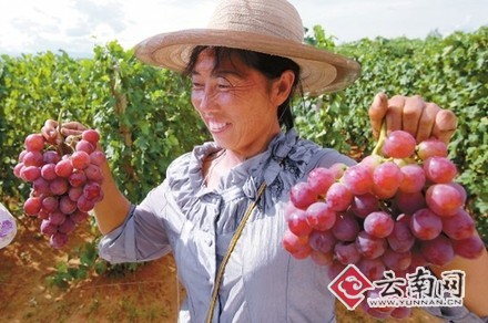 宾川:一年四季瓜果香年产水果30万吨 产值可达