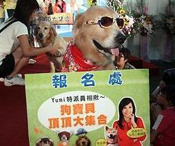台湾举办宠物狗特长比赛 才艺表演惹人爱(组图