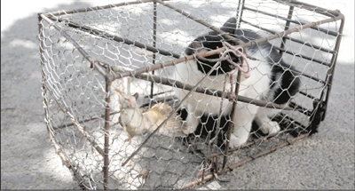 这只大花猫不幸成了猎物.